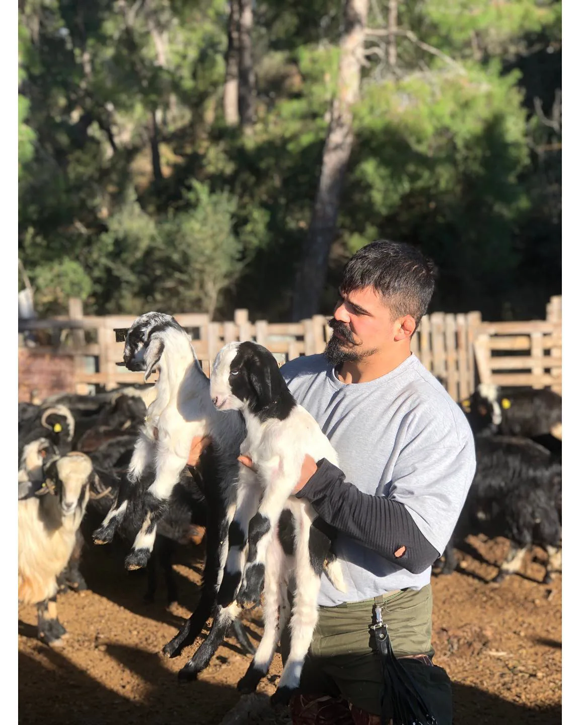 Ağılda oğlaklarla